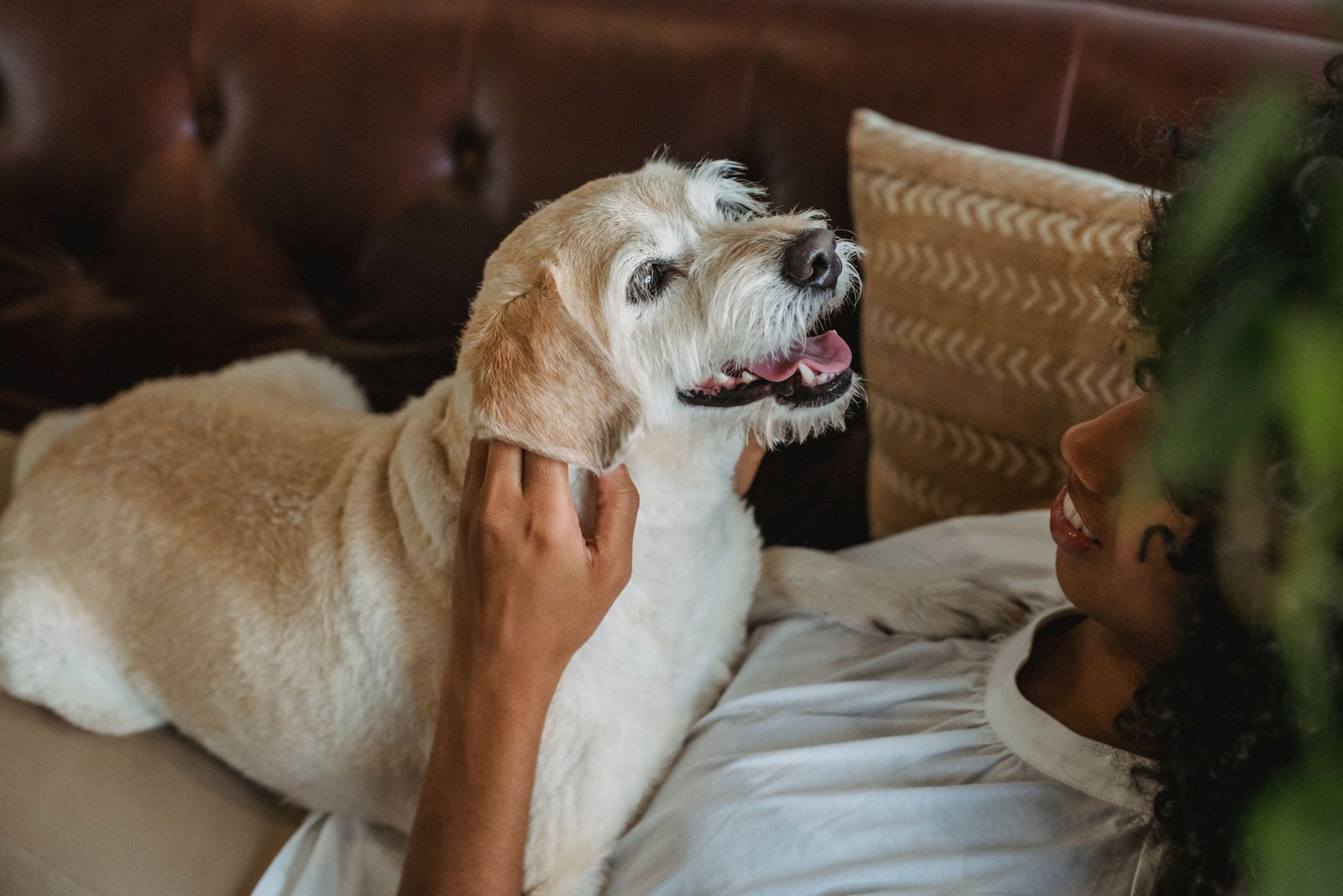 Como prevenir doenças em cães idosos?