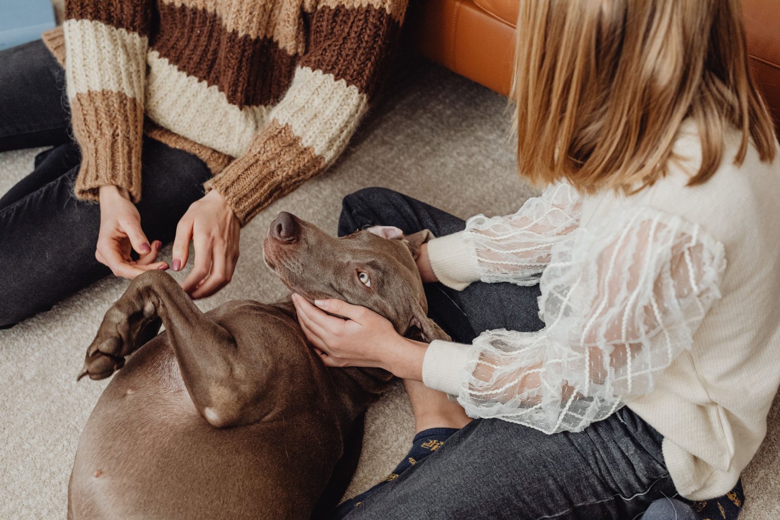 Como economizar com a saúde do pet?
